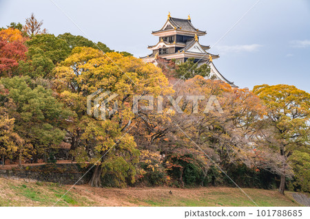 Okayama Castle Fall Foliage Illumination after the Reiwa Major Renovation Okayama Castle Fall Foliage Illumination after the Reiwa Major Renovation 101788685