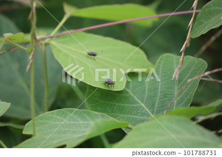 A fly crawling around on a leaf 101788731