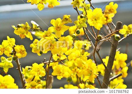 黃色米老鼠樹花（春季，四月） 101788762