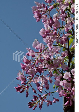 開花在春天藍天的紅紫色紫藤 101789071