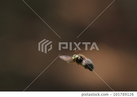 生物，昆蟲，沖繩木蜂，初夏的沖繩。男性有一個黃色的鼻尖。時興的紅色天線和綠色眼睛 101789126