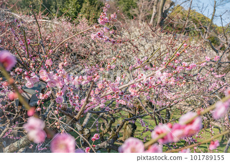 晴天梅花怒放， 101789155