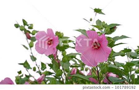 A large purple hibiscus flower on a floral background hibiscus moscheutos . Rose Mallow A large purple hibiscus flower on a floral background hibiscus moscheutos . Rose Mallow 101789192
