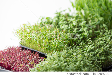 The concept of a healthy diet, growing microgreens - boxes of red amaranth, mustard, arugula, peas, cilantro on a home white windowsill 101789200