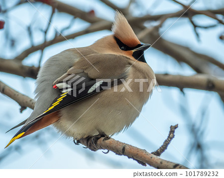 Bohemian waxwing, waxwing, bird, nature, wildlife, animal, wild, birdwatching, spring, ornithology, fauna, birds, urban animals, close-up, crab apples, side view, full length Bohemian waxwing, waxwing, bird, nature, wildlife, animal, wild, birdwatching, spring, ornithology, fauna, birds, urban animals, close-up, crab apples, side view, full length 101789232
