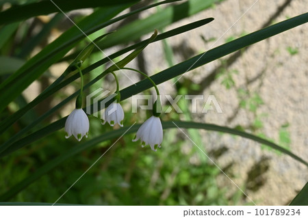 Pretty flowers blooming in the spring garden Pretty flowers blooming in the spring garden 101789234