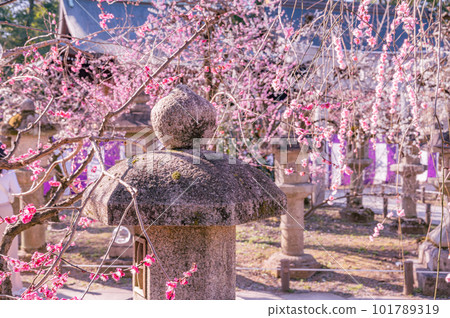 晴天梅花怒放, 晴天梅花怒放, 101789319