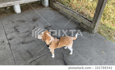 Beagle dog with white eyes at home Beagle dog with white eyes at home 101789342