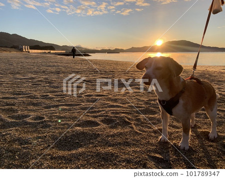 家裡有白色眼睛的比格犬 家裡有白色眼睛的比格犬 101789347