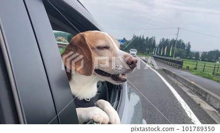 Beagle dog with white eyes at home Beagle dog with white eyes at home 101789350