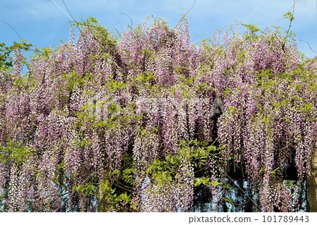 Landscape of wisteria in full bloom and blue sky in spring in Yuzu no Sato Moroyama Town 101789443