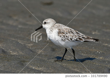 White and cute sandpipers seen on the sandy beaches of the seaside in spring 101789490