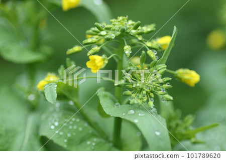 春暖花開，油菜花開黃 101789620