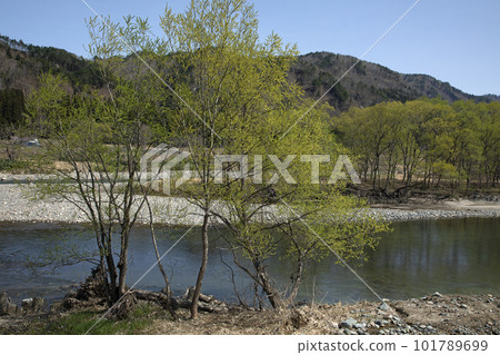 福島縣只見町中洲的里山和柳樹以及河流的流動 福島縣只見町中洲的里山和柳樹以及河流的流動 101789699