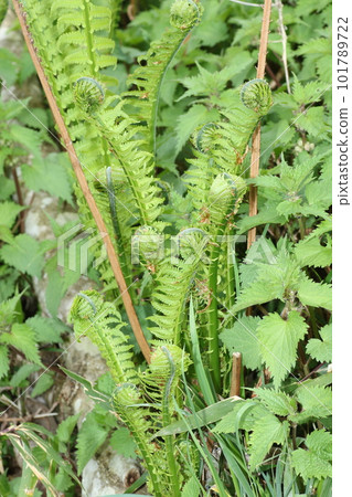 Spring edible wild plants, Kogomi Spring edible wild plants, Kogomi 101789722