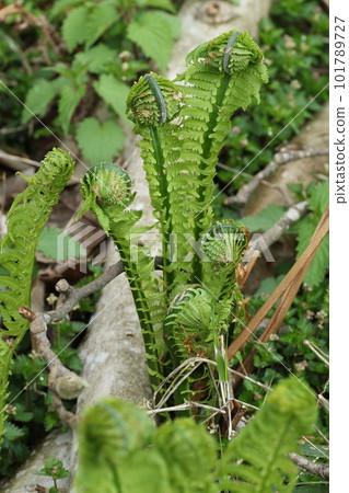 Spring edible wild plants, Kogomi 101789727