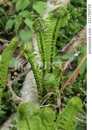 Spring edible wild plants, Kogomi 101789728