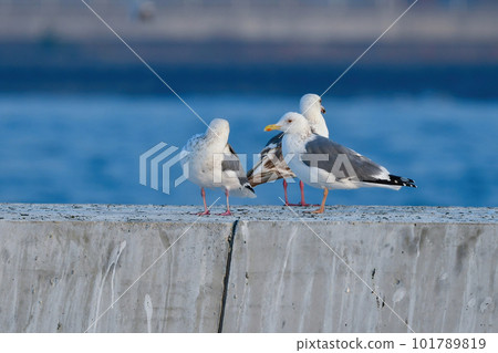 A large waterfowl, the red-legged gull, which can be seen at the seaside and fishing ports in winter A large waterfowl, the red-legged gull, which can be seen at the seaside and fishing ports in winter 101789819