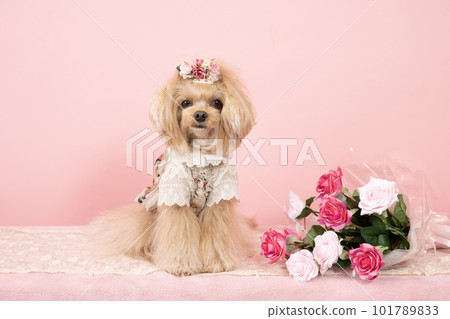 pink back and rose bouquet and chiwapoo pink back and rose bouquet and chiwapoo 101789833