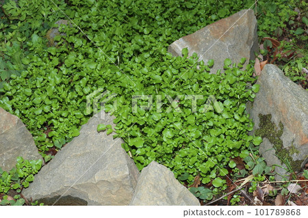 西洋菜，十字花科多年生草本植物，生長在清澈的溪流中 101789868