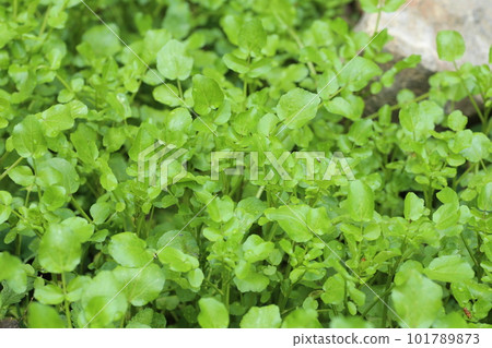 西洋菜，十字花科多年生草本植物，生長在清澈的溪流中 101789873