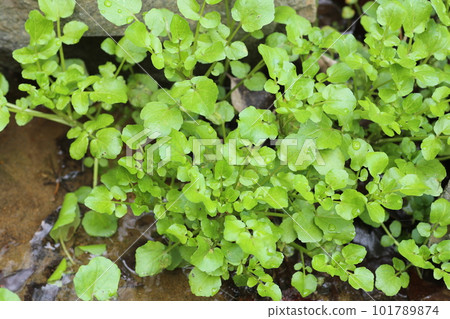 西洋菜，十字花科多年生草本植物，生長在清澈的溪流中 101789874