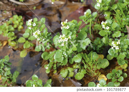 西洋菜，十字花科多年生草本植物，生長在清澈的溪流中 101789877