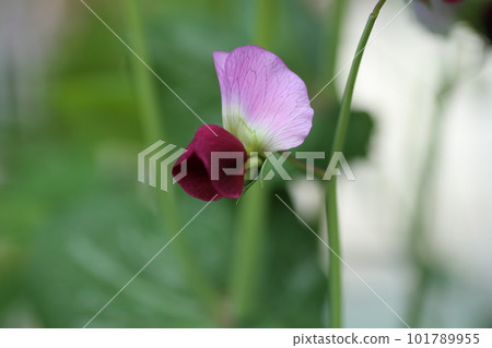 Snow pea flowers blooming in the spring field Snow pea flowers blooming in the spring field 101789955
