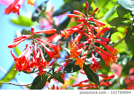 盛開的月貫龍膽 101789994