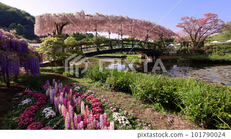 Ashikaga City Ashikaga Flower Park Usubenibashi Ashikaga City Ashikaga Flower Park Usubenibashi 101790024