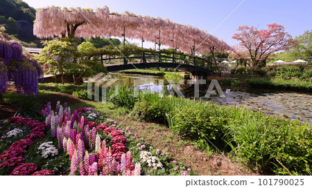 Ashikaga City Ashikaga Flower Park Usubenibashi Ashikaga City Ashikaga Flower Park Usubenibashi 101790025