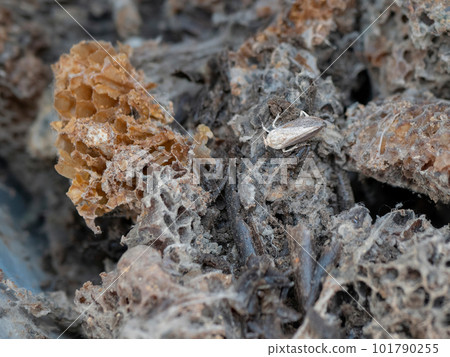 Wax moth or Galleria mellonella and damaged honeycomb. Pest in beekeeping. Pests of hives. Parasite of the wild and cultivated honey bee 101790255