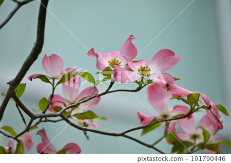  山茱萸花 101790446