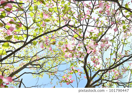 山茱萸花 山茱萸花 101790447