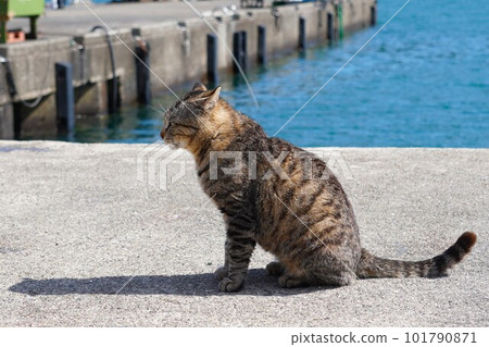 Fishing port cat sits facing sideways 101790871