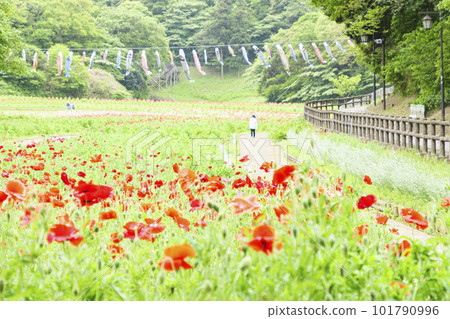 神奈川縣橫須賀市 Kurihama Flower Country Poppy 神奈川縣橫須賀市 Kurihama Flower Country Poppy 101790996