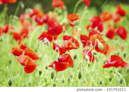 神奈川縣橫須賀市 Kurihama Flower Country Poppy 神奈川縣橫須賀市 Kurihama Flower Country Poppy 101791011