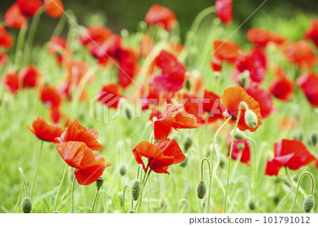 Kurihama Flower Country Poppy, Yokosuka City, Kanagawa Prefecture Kurihama Flower Country Poppy, Yokosuka City, Kanagawa Prefecture 101791012