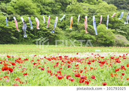神奈川縣橫須賀市 Kurihama Flower Country Poppy 101791025