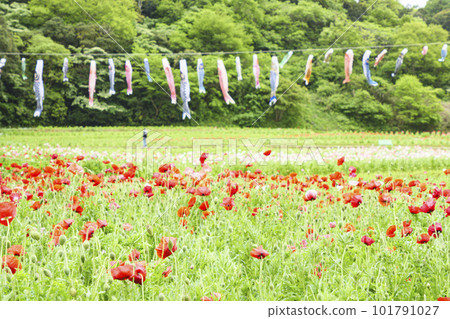 Kurihama Flower Country Poppy, Yokosuka City, Kanagawa Prefecture 101791027