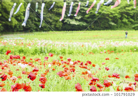 Kurihama Flower Country Poppy, Yokosuka City, Kanagawa Prefecture 101791029