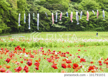 Kurihama Flower Country Poppy, Yokosuka City, Kanagawa Prefecture 101791031