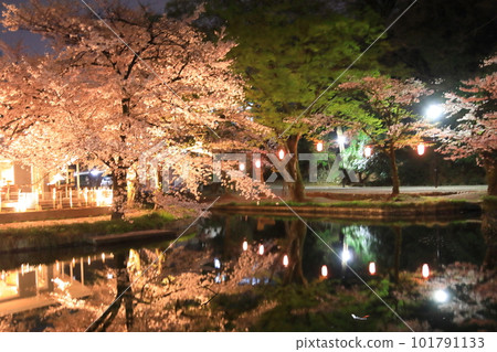 若泉公園的夜櫻花 若泉公園的夜櫻花 101791133