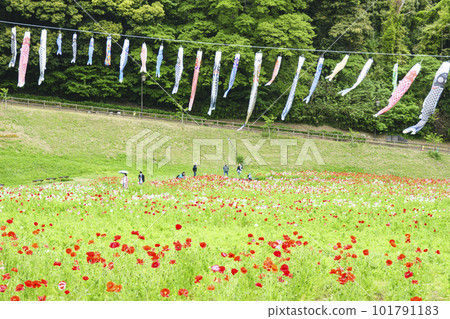 Kurihama Flower Country Poppy, Yokosuka City, Kanagawa Prefecture 101791183