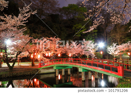 若泉公園的夜櫻花 101791206