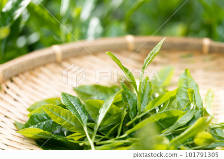 Tea sprouts Bamboo strainer Tea picking Tea sprouts Bamboo strainer Tea picking 101791305