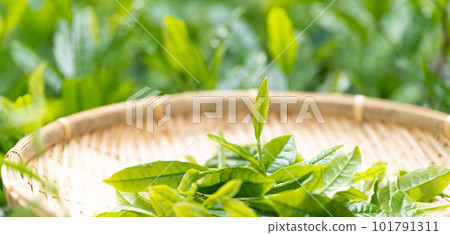 茶芽 竹濾 採茶 101791311