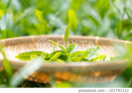 茶芽 竹濾 採茶 101791312