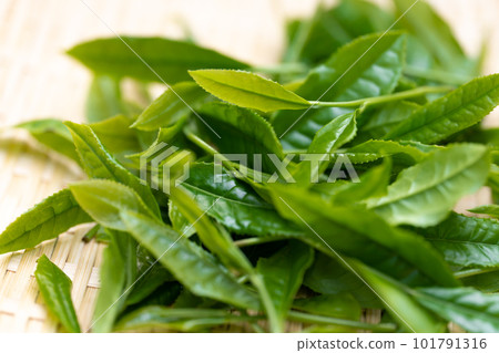 Tea sprouts Bamboo strainer Tea picking Tea sprouts Bamboo strainer Tea picking 101791316