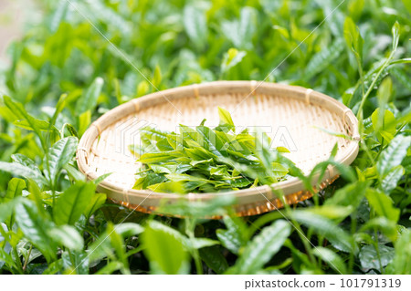 茶芽 竹濾 採茶 101791319